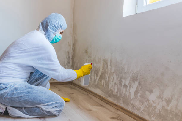 Licensed Crawl Space Mold Removal service in Cape Charles, VA - WQB Mold Removal